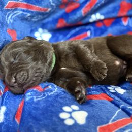 Loki - Brown male Newfoundland puppy in Silver Creek, New York from Boo N’ Bubs Newfoundlands