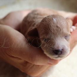 Poodle Puppies from LittleBear Poodles