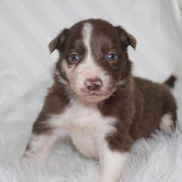 Utah - Red merle male Border Collie puppy in Cedartown, Georgia from Ferguson Border Collies