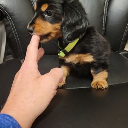 Dachshund Puppies from Ballad of Dachshunds