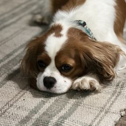 Maple - Cavalier King Charles Spaniel