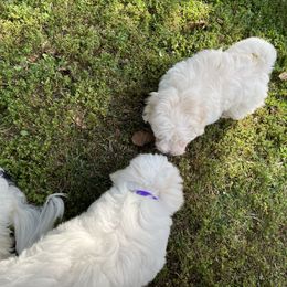 Coton de Tulear Puppies from Smoky Mountains Cotons