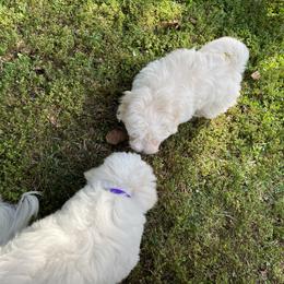 Coton de Tulear Puppies from Smoky Mountains Cotons