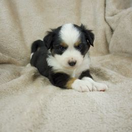 Orion - Black tri Toy Australian Shepherd puppy in San Tan Valley, Arizona from Arcola Ranch Toy Aussies