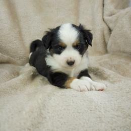 Orion - Black tri Toy Australian Shepherd puppy in San Tan Valley, Arizona from Arcola Ranch Toy Aussies