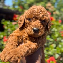 Boy2 - Red  male Poodle puppy in Corona, California from Garden Of Poodles