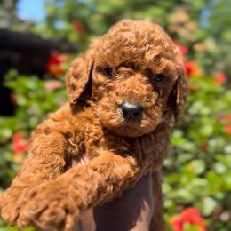 Boy2 - Red  male Poodle puppy in Corona, California from Garden Of Poodles