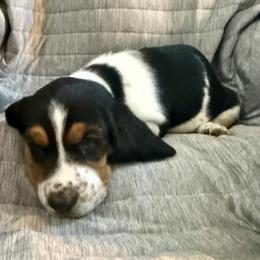 Tyrion - Black and white male Basset Hound puppy in Pilot Point, Texas from Texas Rose Basset’s