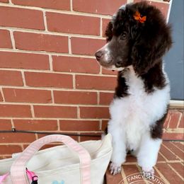 Billie Jean - Parti female Poodle puppy in Hampton, Georgia from Fancy Southern Standards