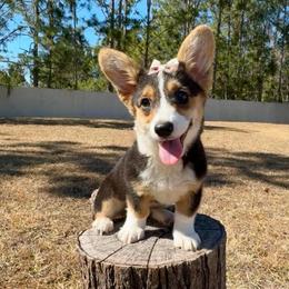 Sky - Black and tan female American Corgi puppy in Florida from Sunrise Corgis