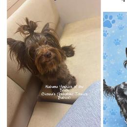 Kookie - Yorkshire Terrier