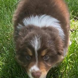 Australian Shepherds and Pembroke Welsh Corgis from Mallory Pembroke Welsh Corgis And Australian Shepherds