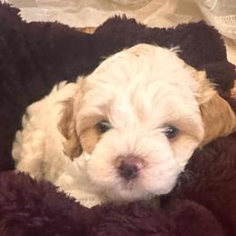 Georgie - White female Cavapoo puppy in Michigan from Cavalier Girls
