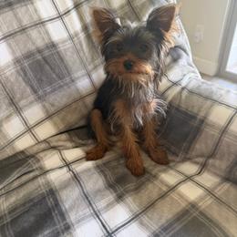 Yorkshire Terrier puppies from Yorkshire Estate Yorkies