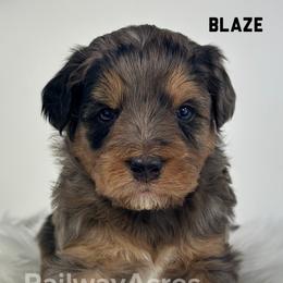 Blaze-Petite - Merle male Goldendoodle puppy in Milford, Indiana from Railway Acres Kennel