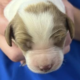 Sage girl 3 - Orange and white female Brittany puppy in Floyd Knobs, Indiana from Cross Creek Brittanys