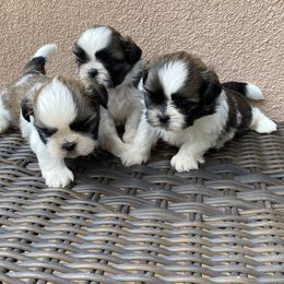 Shih Tzu Puppies from Willow Lane Shih Tzus