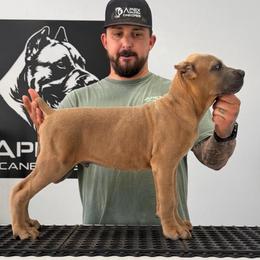 Formentino Male 1 - Gray and fawn male Cane Corso puppy in Cashion, Oklahoma from APEXOK Cane Corsos