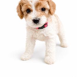 Ella Langley - Parti female Goldendoodle puppy in Norris, Tennessee from Young Farms