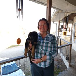 German Shepherd Puppies from Von Hoene Heritage Shepherds