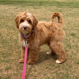 Black Boy - Caramel cream male Australian Labradoodle puppy in West Union, South Carolina from Golden Corner Labradoodles, LLC