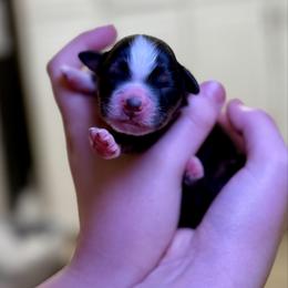Baby Boy 4 - Black tri-color male Australian Shepherd puppy in Odessa, Texas from Yucca Blossom Pups