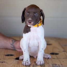 Yellow - Boy 3 - Liver and white male English Springer Spaniel puppy in Lake City, Fl, Florida from Spradley Springers & GSP's