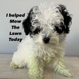 Scottie-Rae - Tri-color female Cavapoo puppy in Sandy, Utah from Hudson Foxx Puppies