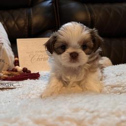 Shih Tzu Puppies from Wood Foo Breeders