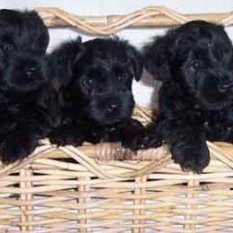 Miniature Schnauzers from Wards Creek Miniature Schnauzers