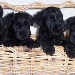 Miniature Schnauzers from Wards Creek Miniature Schnauzers
