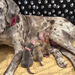 Girl pick - Blue female Great Dane puppy in Granbury, Texas from Anderson Blau’s Great Danes