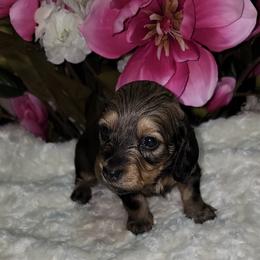 Dachshund Puppies from CLARK'S BREEDING PROGRAM