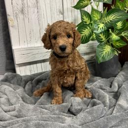 Black Collar Boy 2150 - Red  male Goldendoodle puppy in Alvin, Texas from JP Southern Doodles