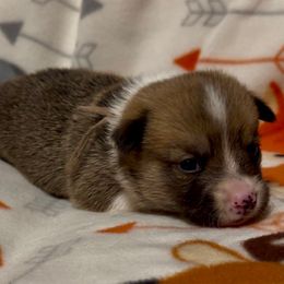 Purple collar female - Fawn female Pembroke Welsh Corgi puppy in Oxford, Pennsylvania from K&S Quality Pembroke Welsh Corgi’s