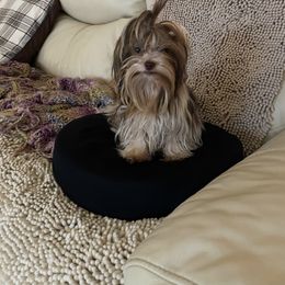 Yorkshire Terrier All Grown Up from My Yorkie Melts❤️❤️❤️