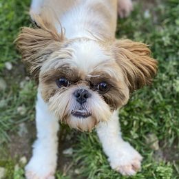Lena - Shih Tzu