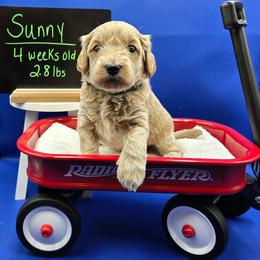 Sunny - Apricot male Goldendoodle puppy in Summerville, South Carolina from Channys Doodles