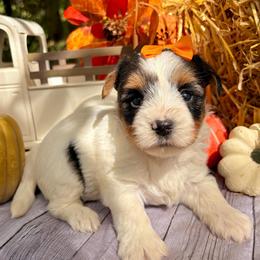 Twila - Black tan and white female Biewer Terrier puppy in Winslow, Arkansas from Morning Glory Puppies