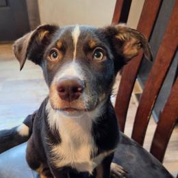 Boy 4 - Tri-color male Australian Koolie puppy in Sioux Falls, South Dakota from Tenacious Koolies