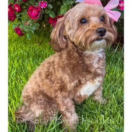 Willow - Goldendoodle