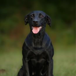 Stella - Labrador Retriever
