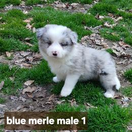 Blue Merle Male - Blue merle male Border Collie puppy in Gloucester, Virginia from Peachy Keen Border Collies