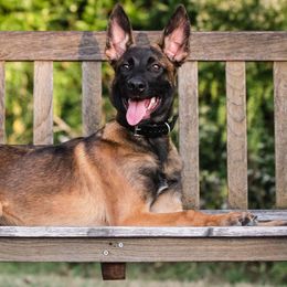 Belgian Malinois from BOSS Malinois