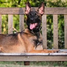 Belgian Malinois from BOSS Malinois