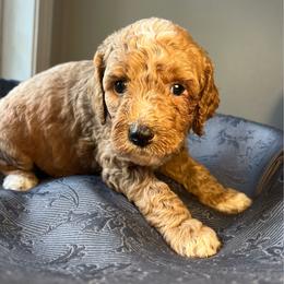 Carolyn Applebee - Cream female Goldendoodle puppy in Clarksville, Tennessee from Golden Pine Designer Doodles