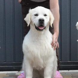 Jaque - Golden Retriever