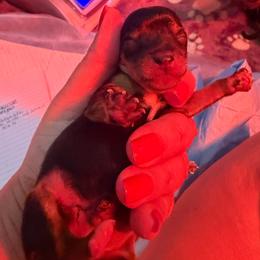 Elvis - Black & tan tri-color male Morkie puppy in Decatur, Texas from Melanie's Morkies, Yorkipoo’s & Parti Yorkies