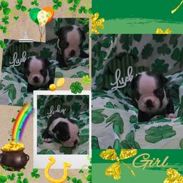 Tan - Black and white female Boston Terrier puppy in Clinton Township, Michigan from Greenberg's Boston Terriers & Bullies of Metro Detroit