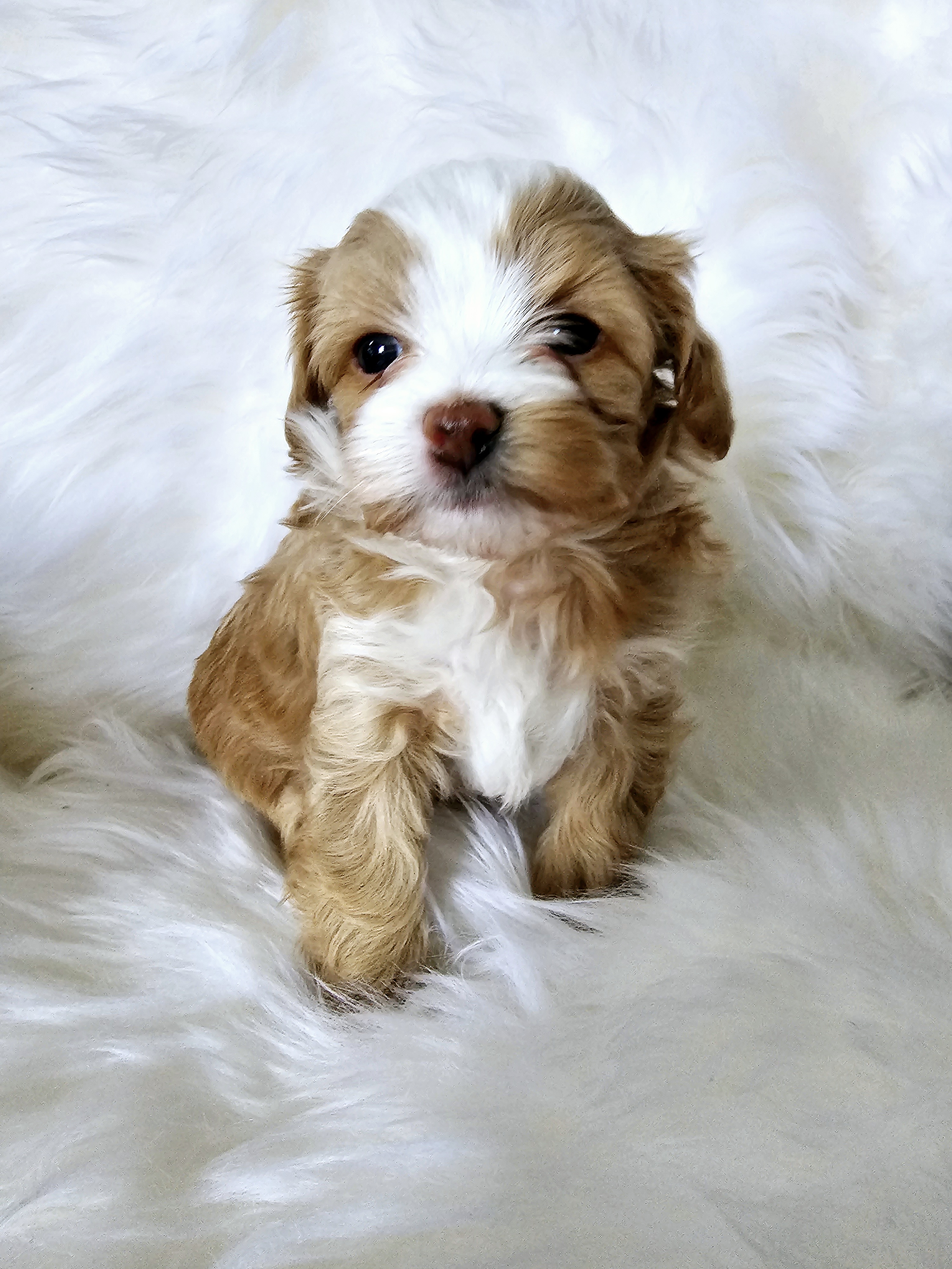 Shichons and Shihpoos from Kopydlowski's Shihpoo and Shichon pups